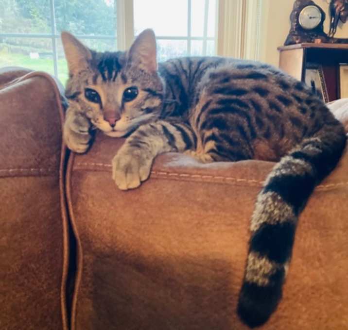 Photo of Phoenix