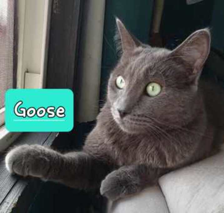 Photo of Goose