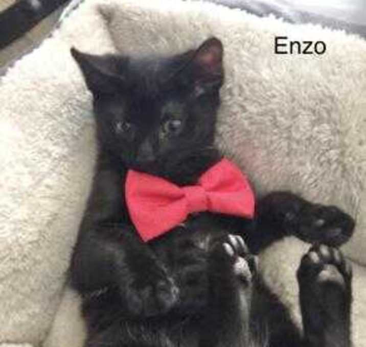 Photo of Enzo
