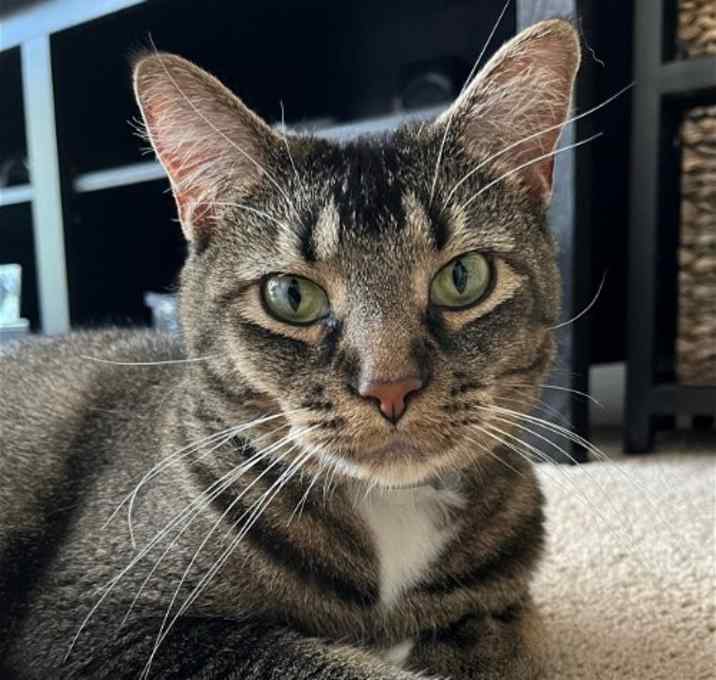 Photo of Luna