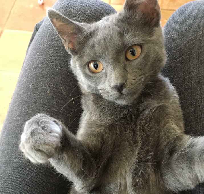 Photo of Kit Kat