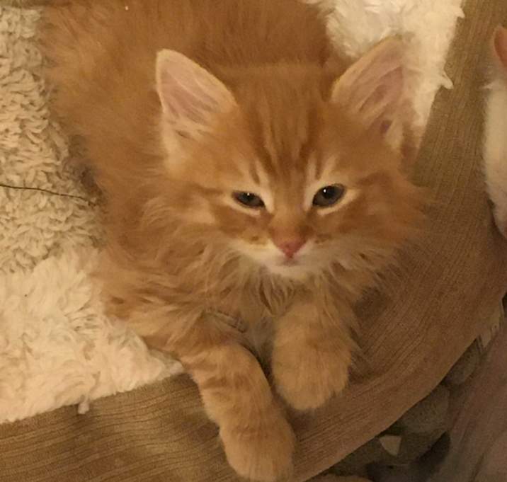 Photo of Sunny