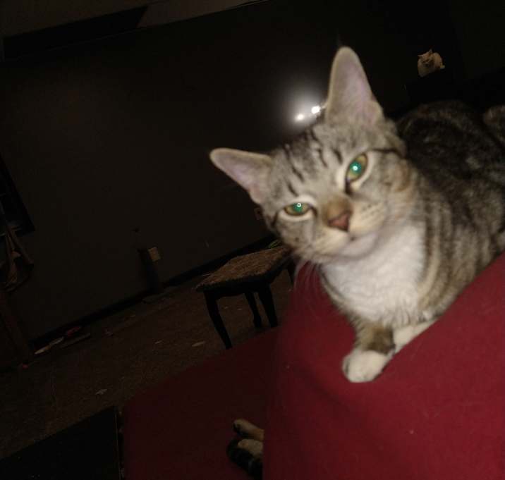Photo of Cecelia