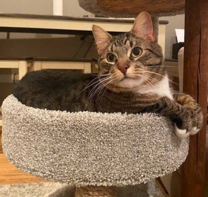 Photo of Nico
