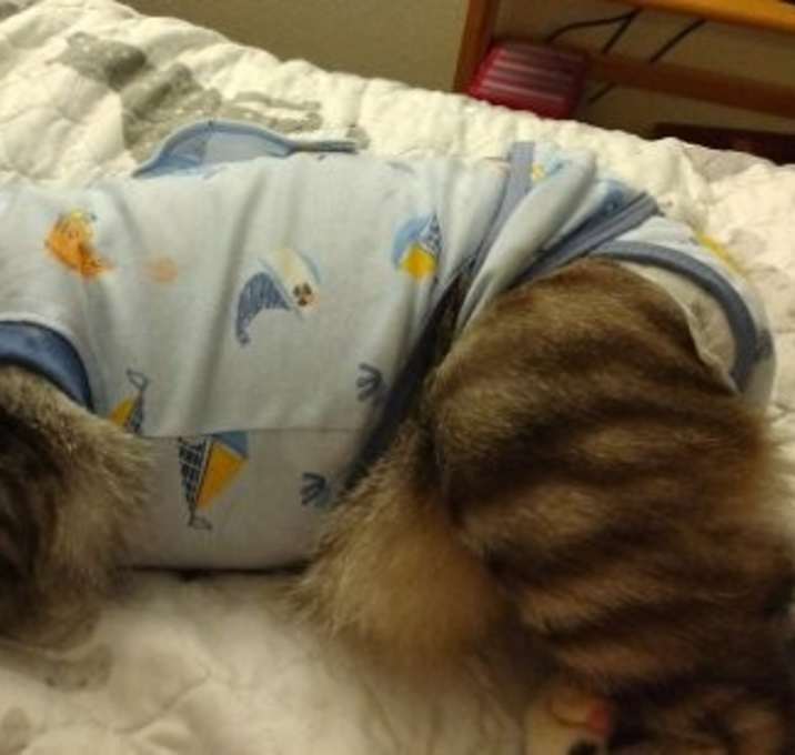 Photo of Monkey....Special Needs
