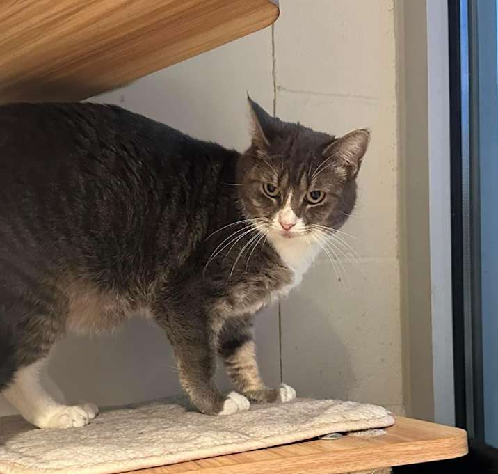 Photo of Martini