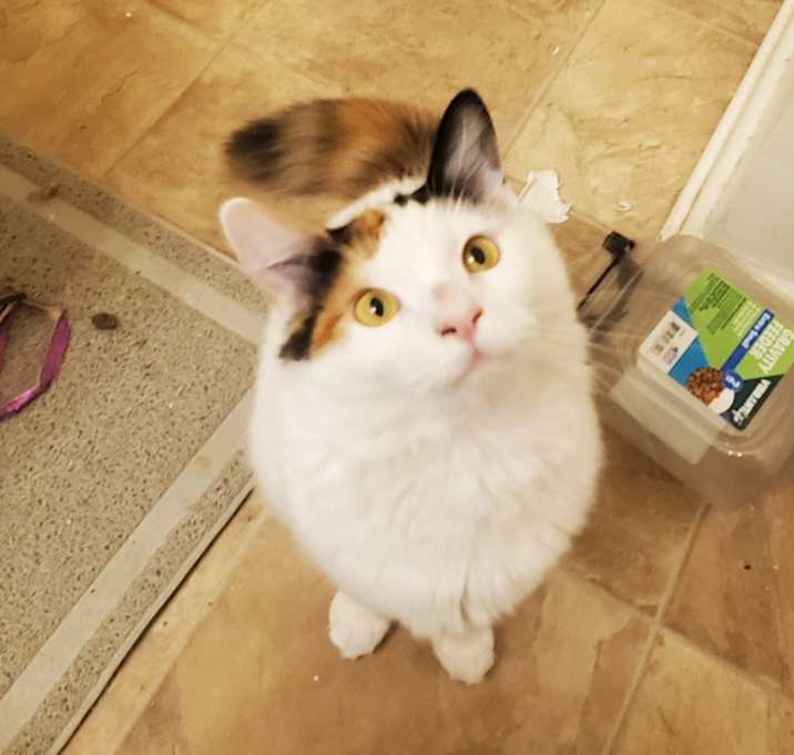Photo of Nala