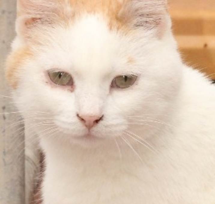 Photo of Fifi