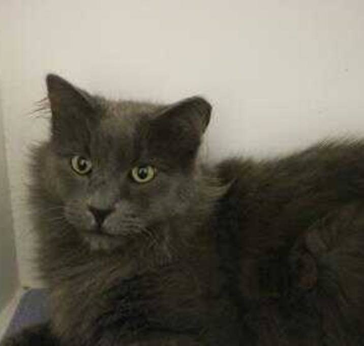 Photo of Salem (Brady)
