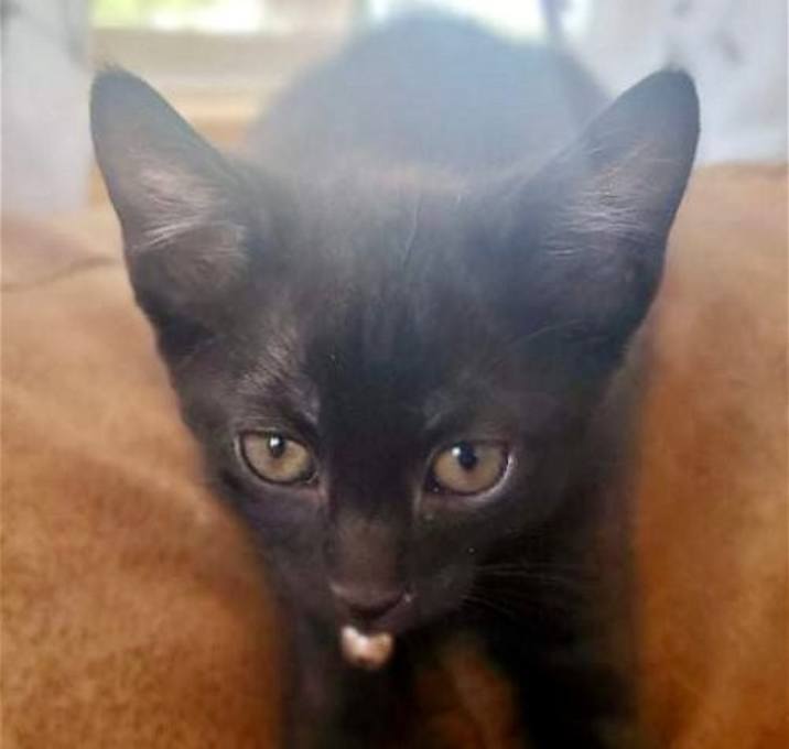 Photo of Baloo