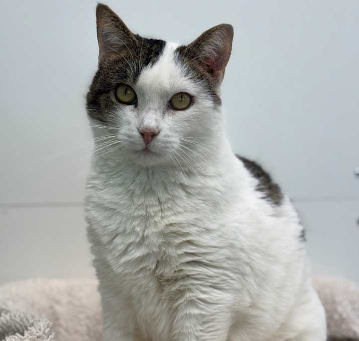 Photo of Rebel