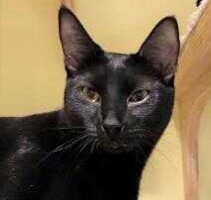 Photo of Meowchael Clark Duncan