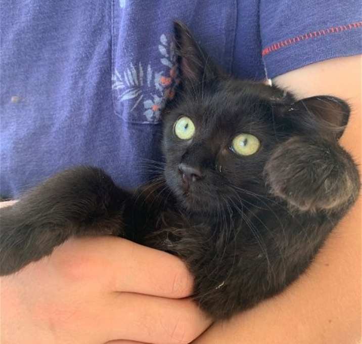 Photo of Pippin