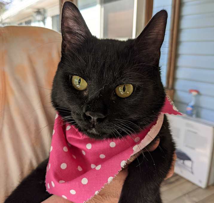 Photo of Lucy Fur (CP)