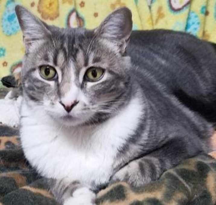 Photo of Bindi (Courtesy Post)