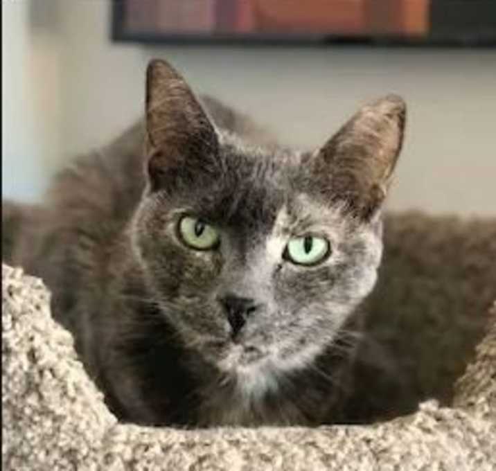 Photo of Soulay [Permanent Foster]