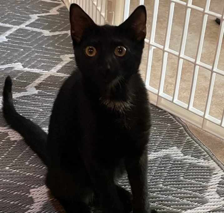 Photo of Onyx