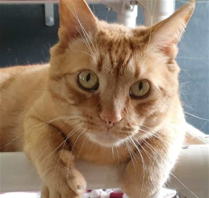 Photo of Oliver