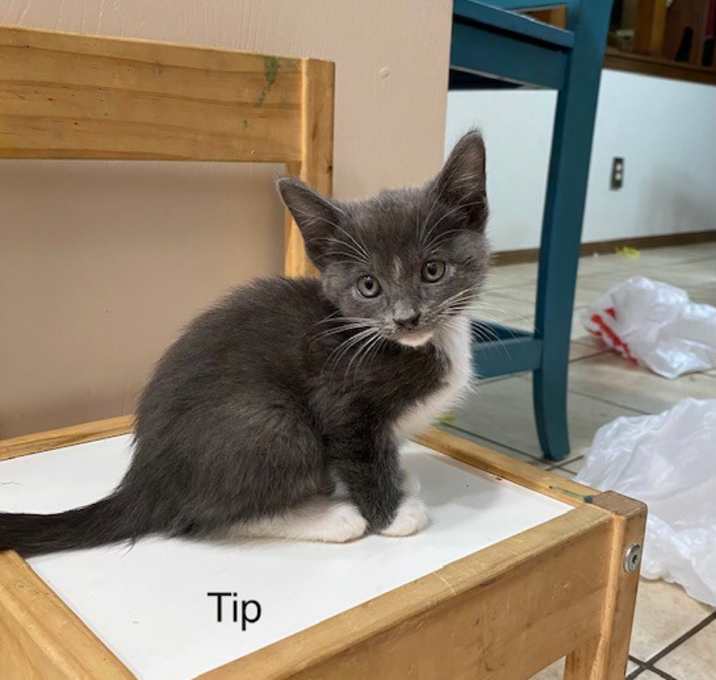 Photo of Tip