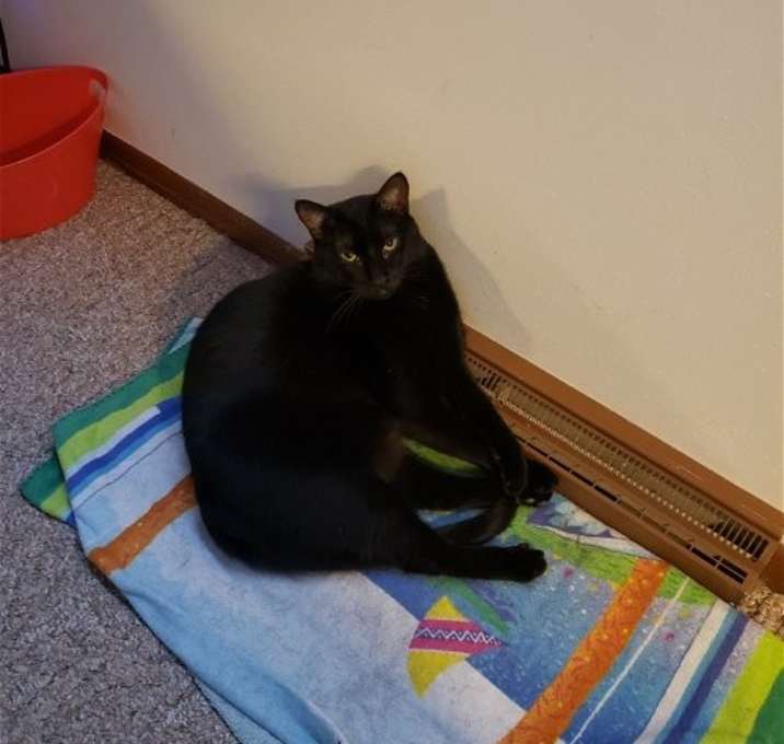 Photo of Raven
