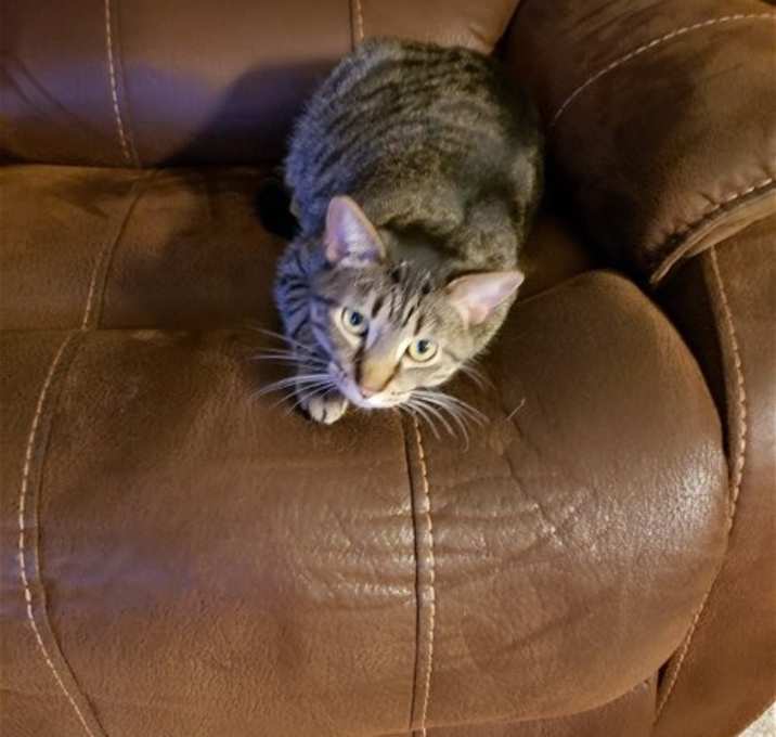 Photo of Mocha