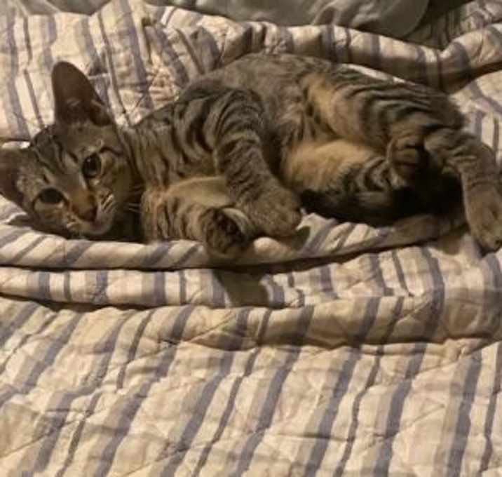 Photo of Milo