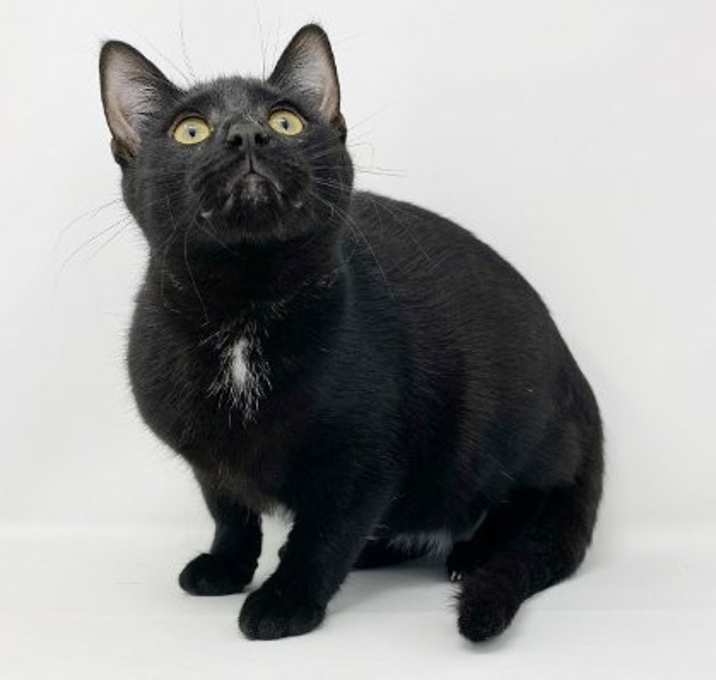 Photo of Ct Litter Felicity