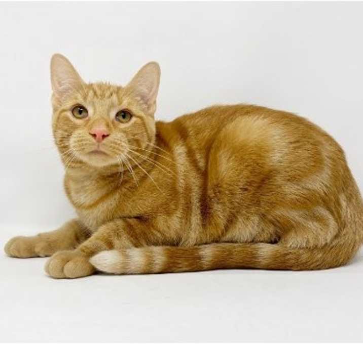Photo of Ct Litter Ferguson