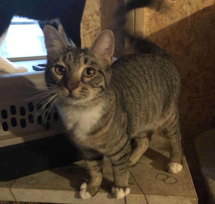 Photo of Rocket