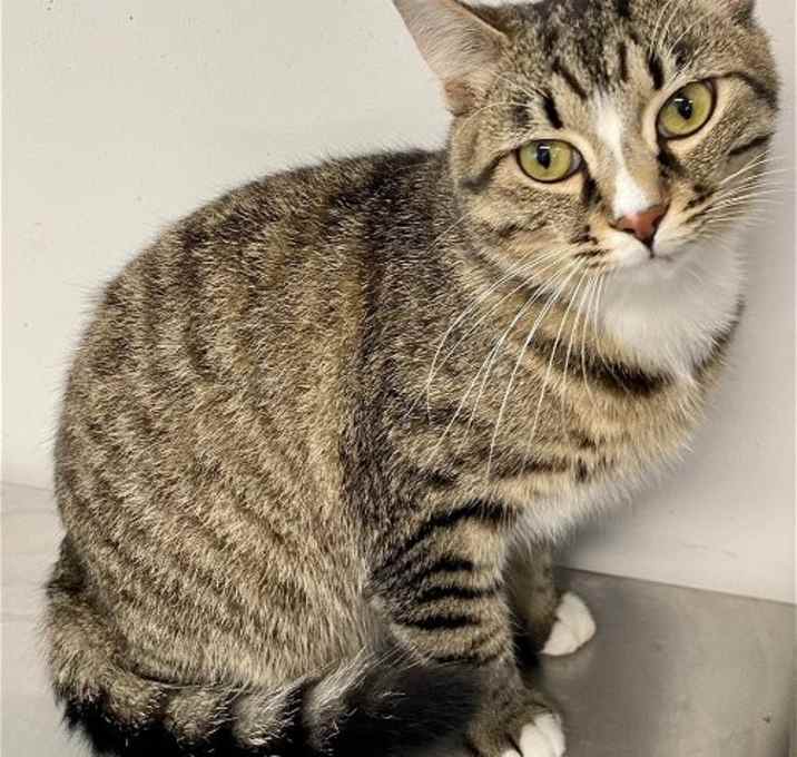 Photo of Socks