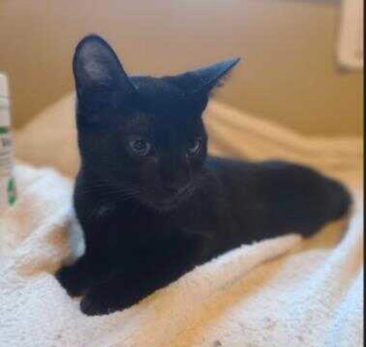 Photo of Lily