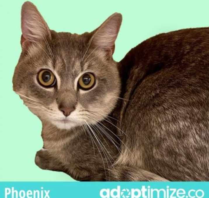 Photo of Phoenix