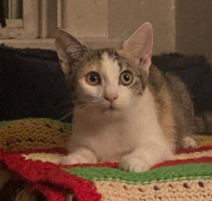 Photo of Petula