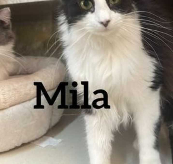 Photo of Mila
