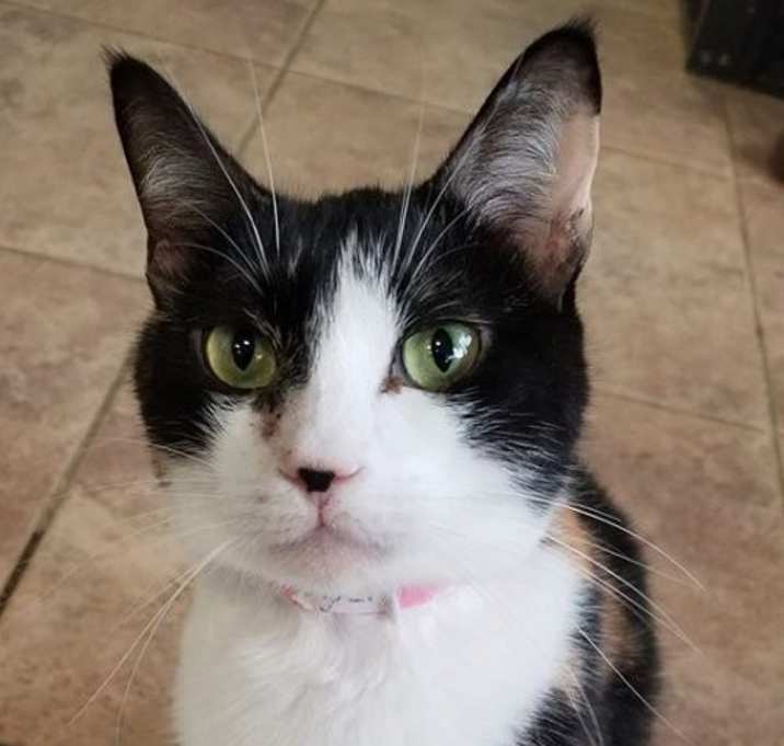 Photo of Lolita