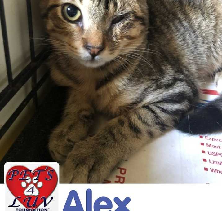 Photo of Lex Bob