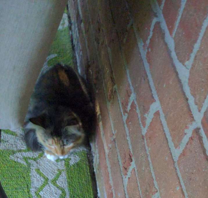 Photo of Penelope and Fluffy