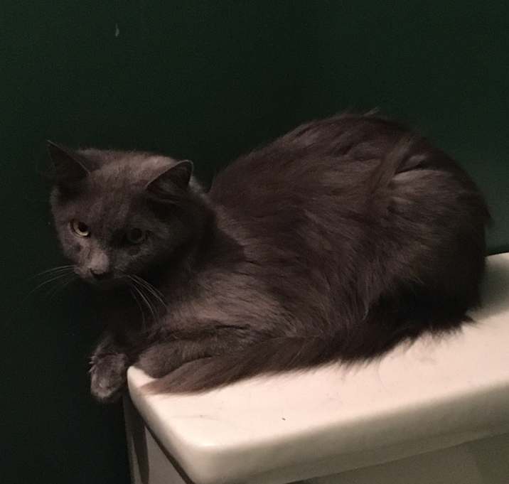 Photo of Sheba