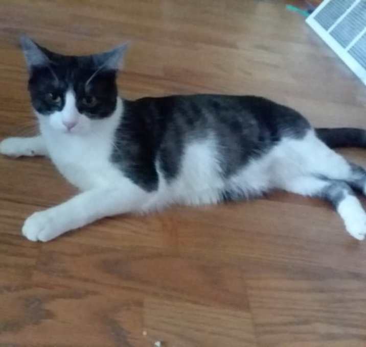 Photo of Cinder