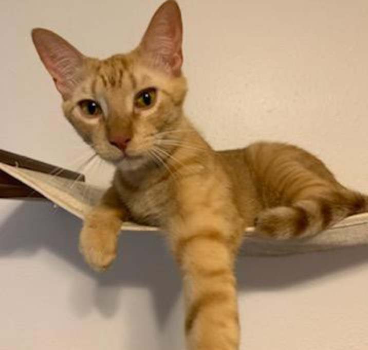 Photo of Dorito
