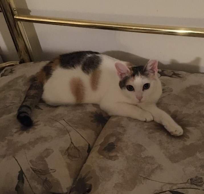 Photo of Sweet Pea