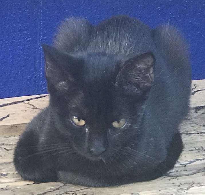 Photo of Velvet