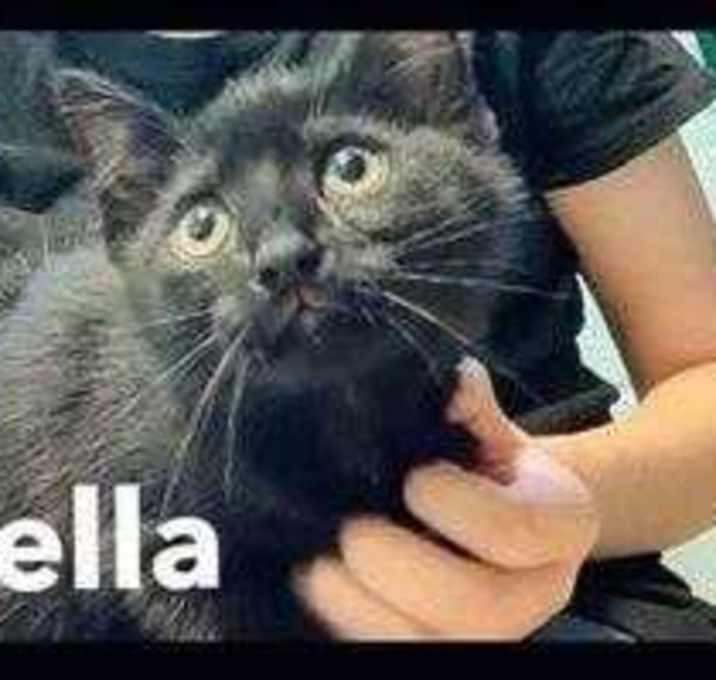 Photo of Stella