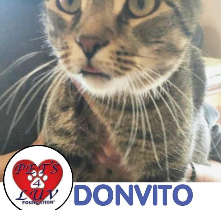 Photo of Don Vito