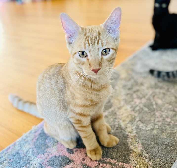 Photo of Caramel