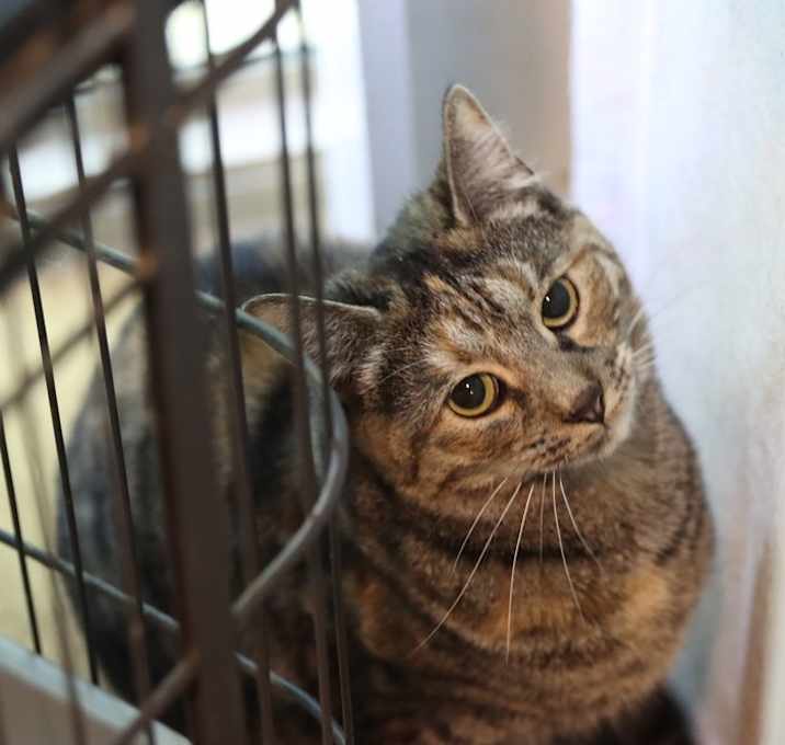 Photo of Mochi