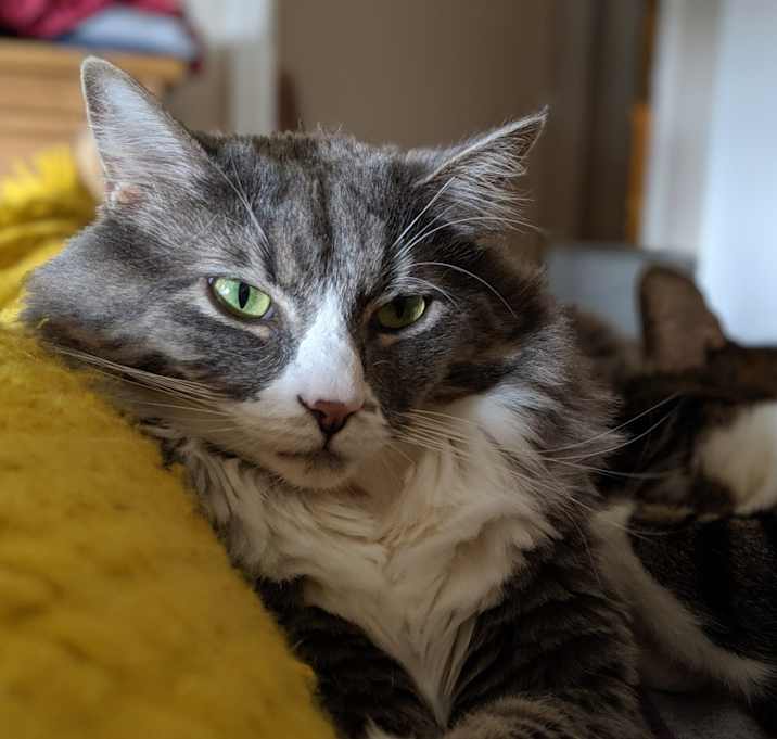 Photo of Frankie