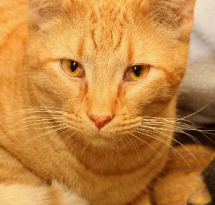 Photo of Frankllin