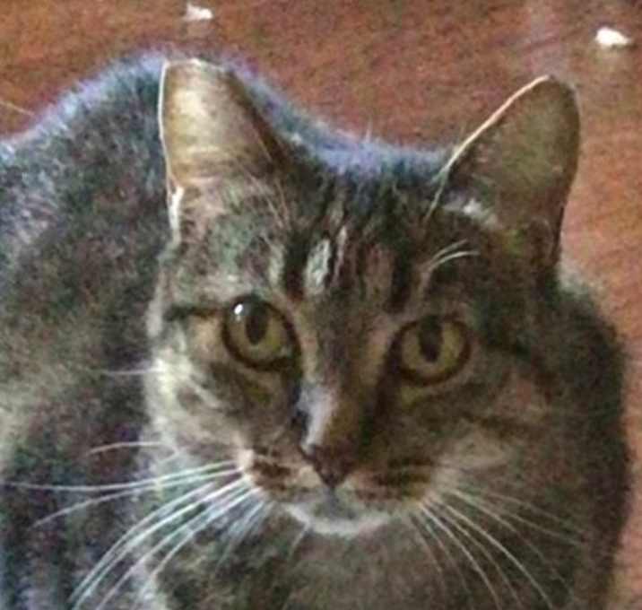 Photo of Tigra