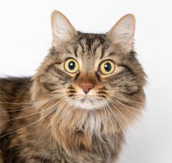 Photo of Willow
